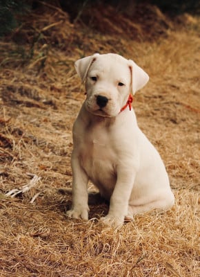 Les chiots de Dogo Argentino