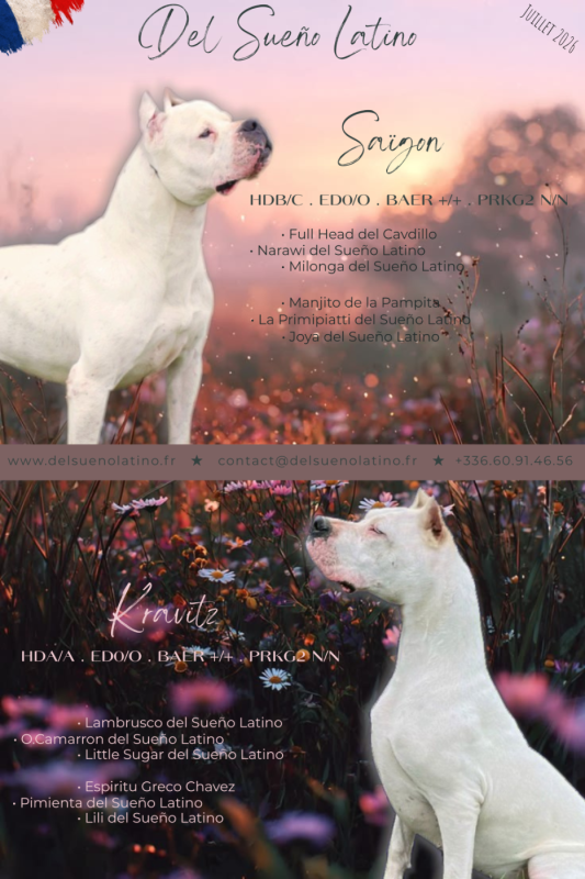 Dogo Argentino - del Sueno Latino
