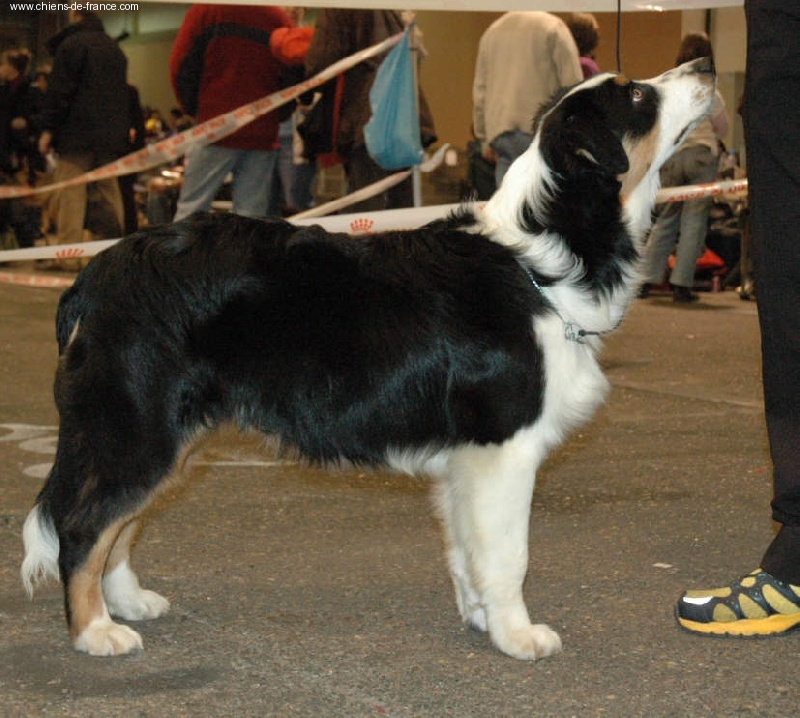 Black jack des Chemins Cathares - Très prometteur