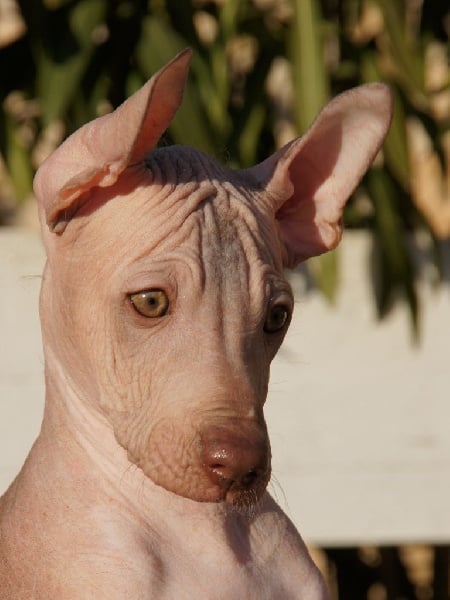 Publication : de Vaccarès