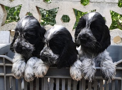Les chiots de Cocker Spaniel Anglais