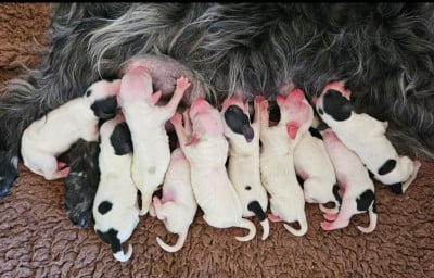 Les chiots de Cocker Spaniel Anglais