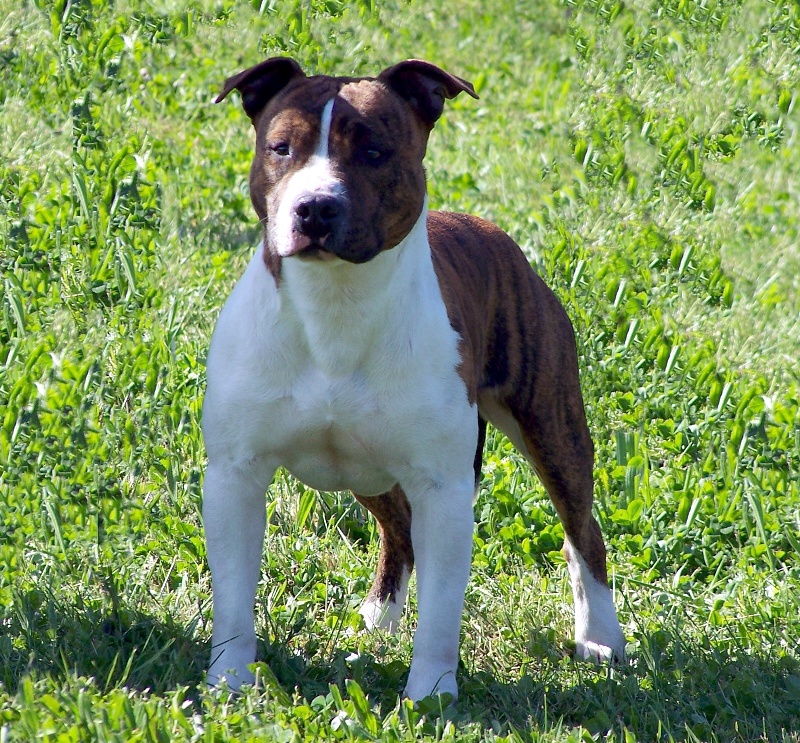 Paky's Barryo - CJM 2 excellent