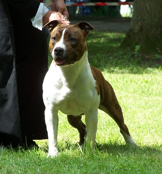 Paky's Barryo - EXCELLENT