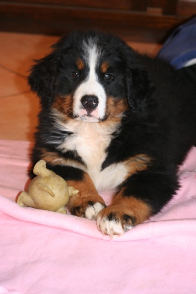 Publication : du Jardin des Muses