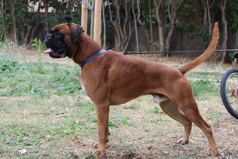 Publication : De la Croix de Cazeneuve