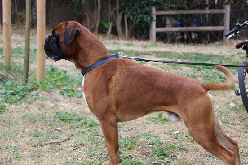 Publication : De la Croix de Cazeneuve