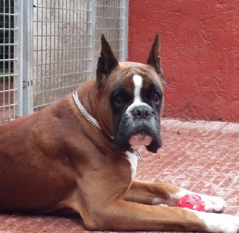 Publication : des radicals dogs