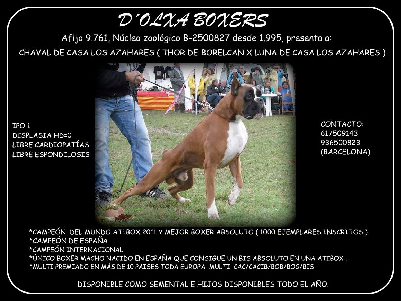 Publication : des radicals dogs