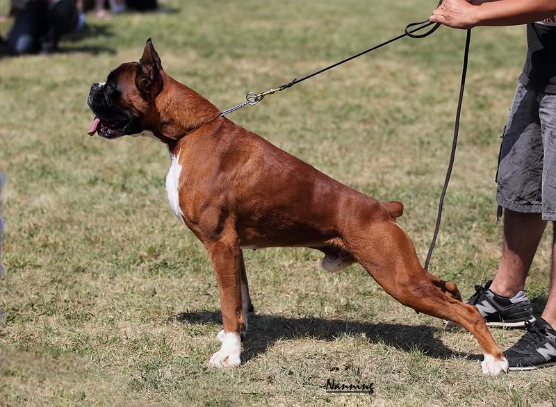 Publication : des radicals dogs