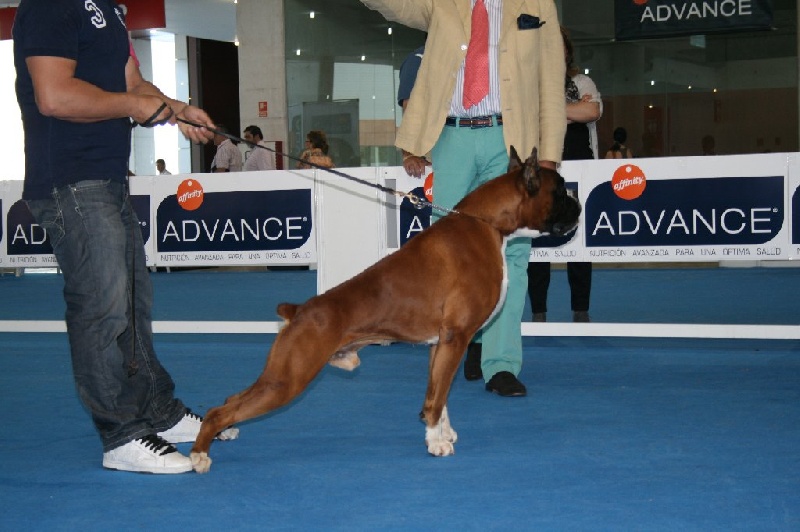 Publication : des radicals dogs