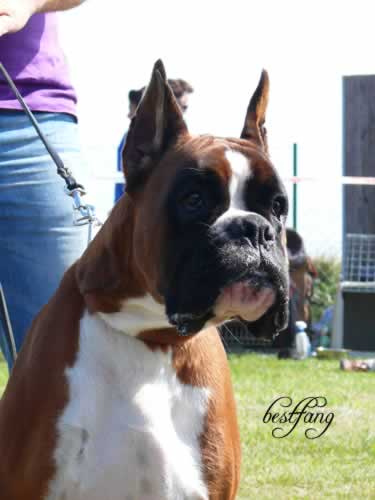 Publication : des radicals dogs