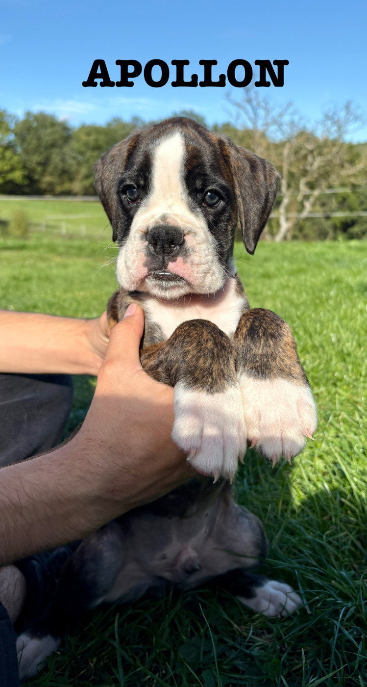 Apollon du Chêne Feuillu