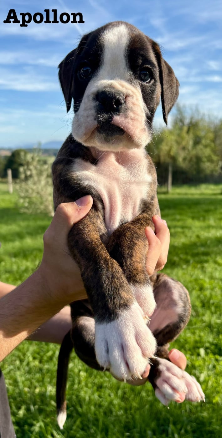 Apollon du Chêne Feuillu