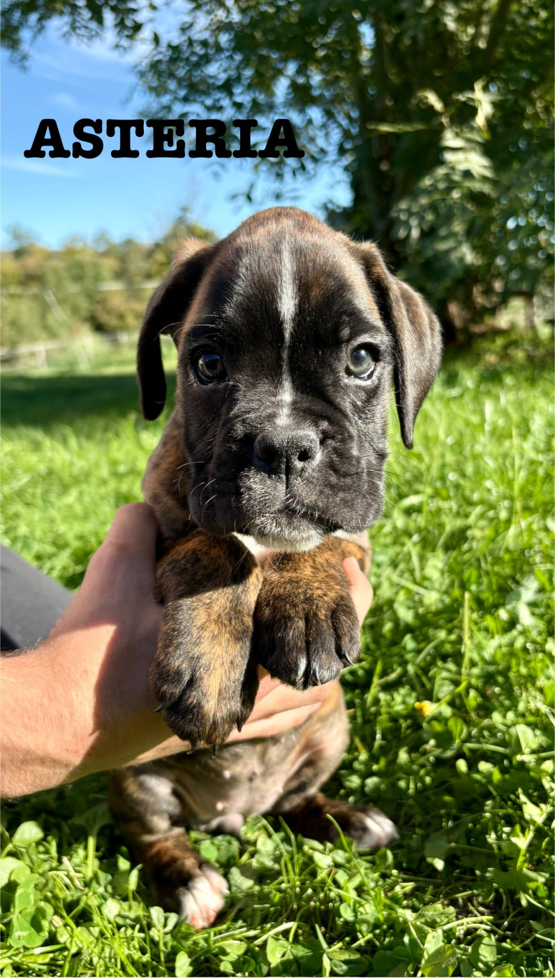 Asteria du Chêne Feuillu