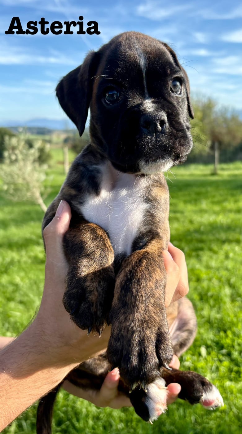 Asteria du Chêne Feuillu