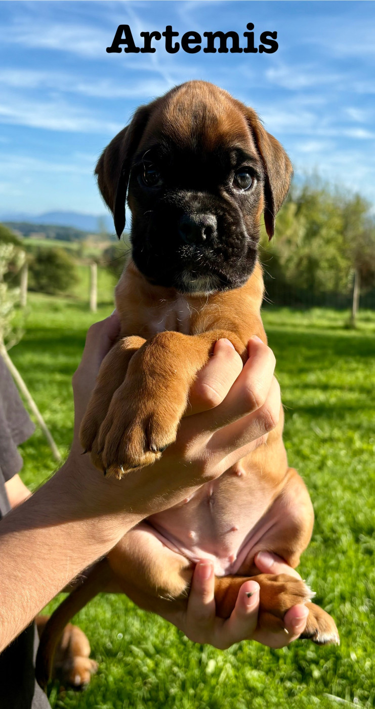 Artemis du Chêne Feuillu