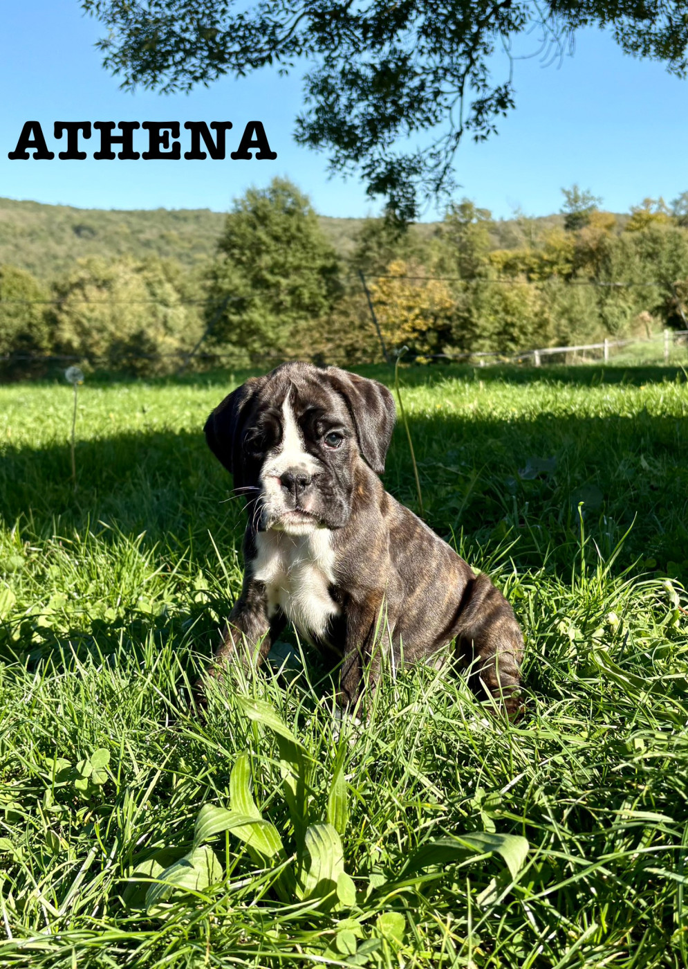 Athena du Chêne Feuillu