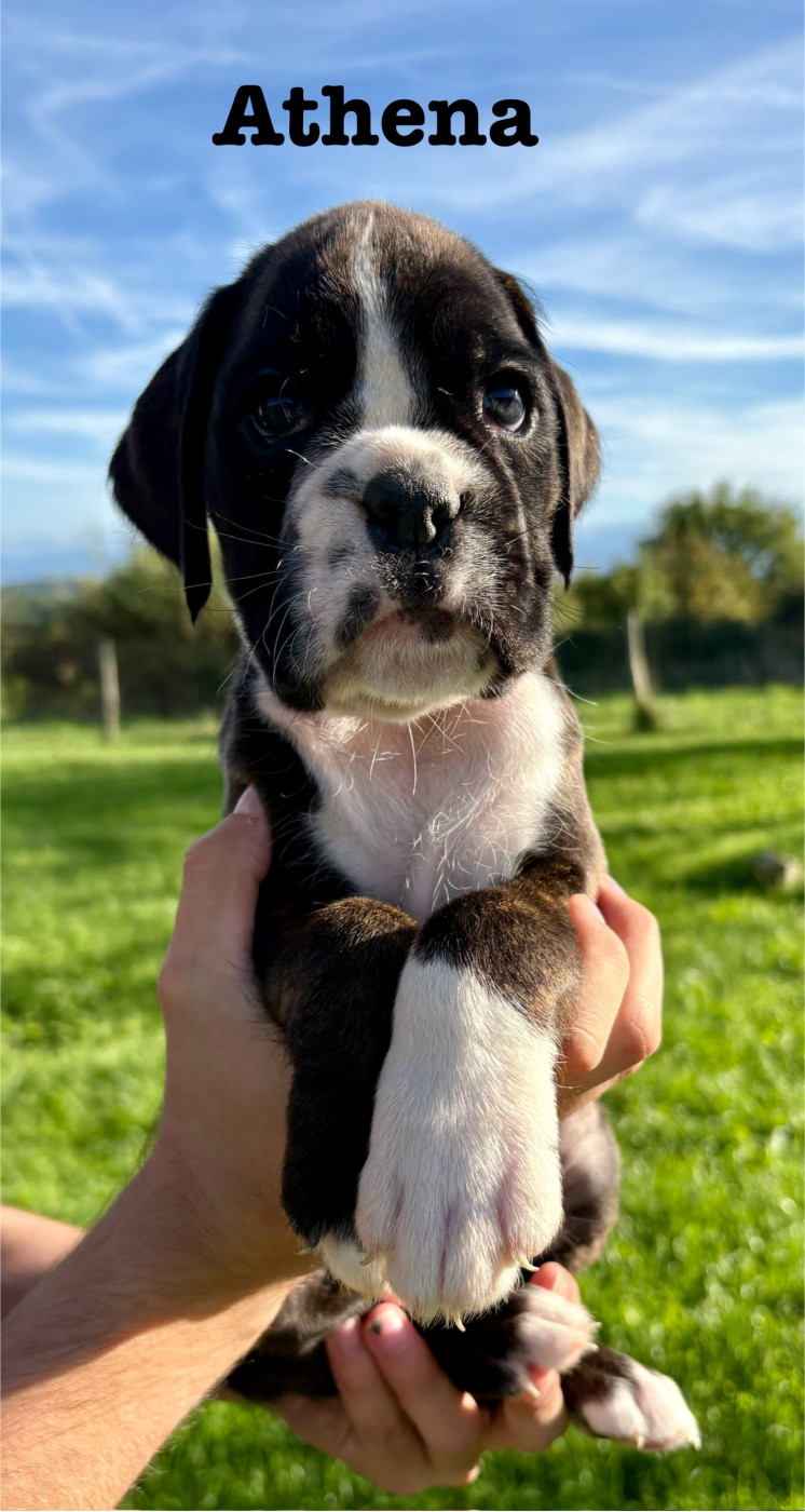 Athena du Chêne Feuillu