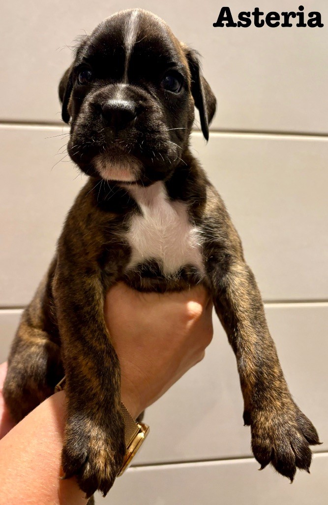 Asteria du Chêne Feuillu