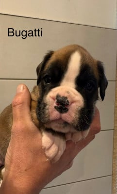 Les chiots de Boxer