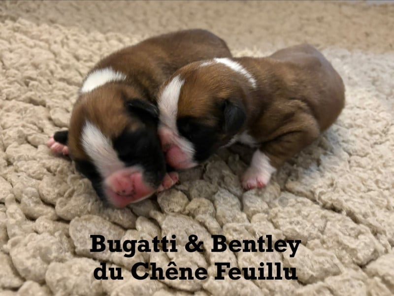 Boxer - du Chêne Feuillu