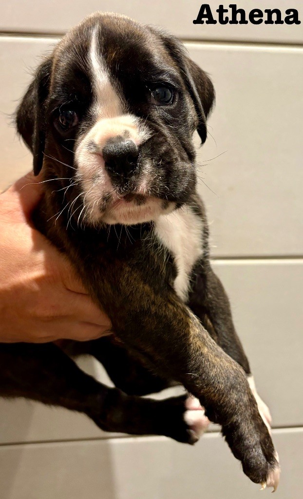 Athena du Chêne Feuillu