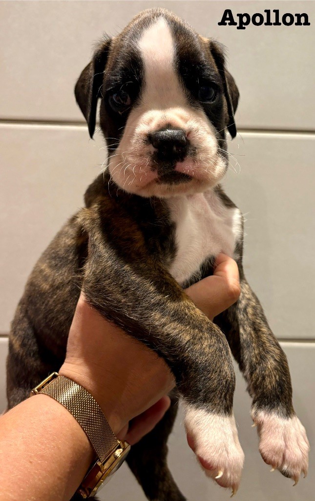 Apollon du Chêne Feuillu