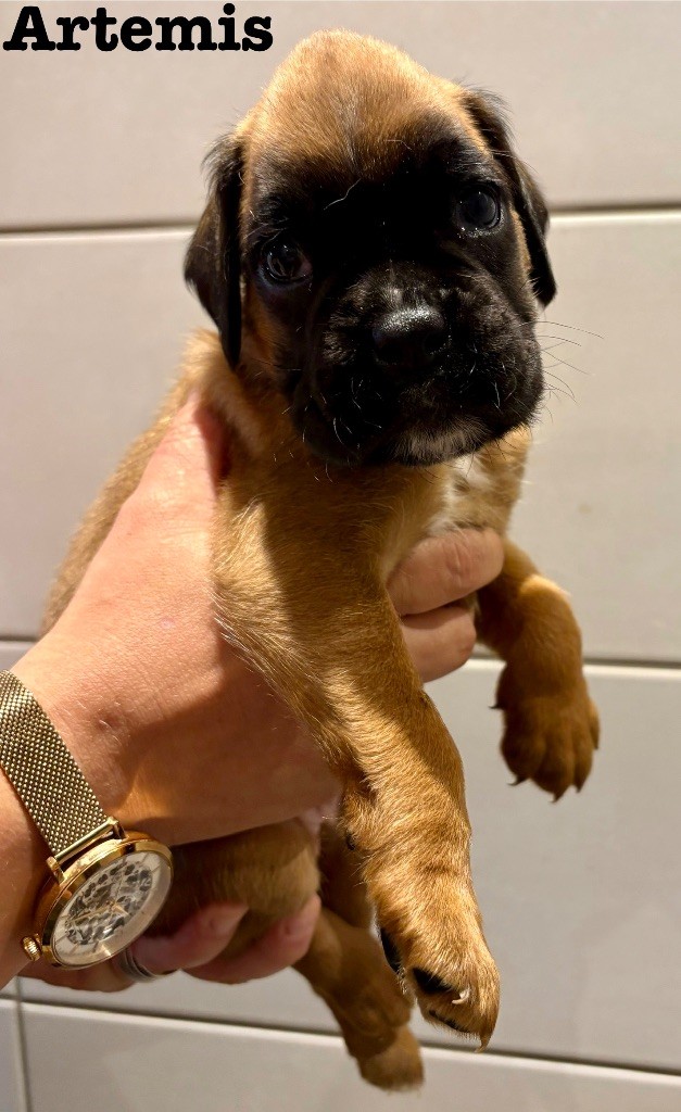 Artemis du Chêne Feuillu