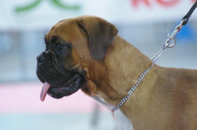 Dana du Chêne Feuillu - 2ème Très Prometteur