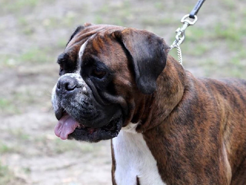 Gina du Chêne Feuillu - Excellent