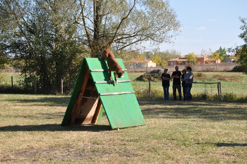C'shiva du domaine des trois vallées - RCI II - 88 - 80 - 82 - mention Bon - 3ème/4