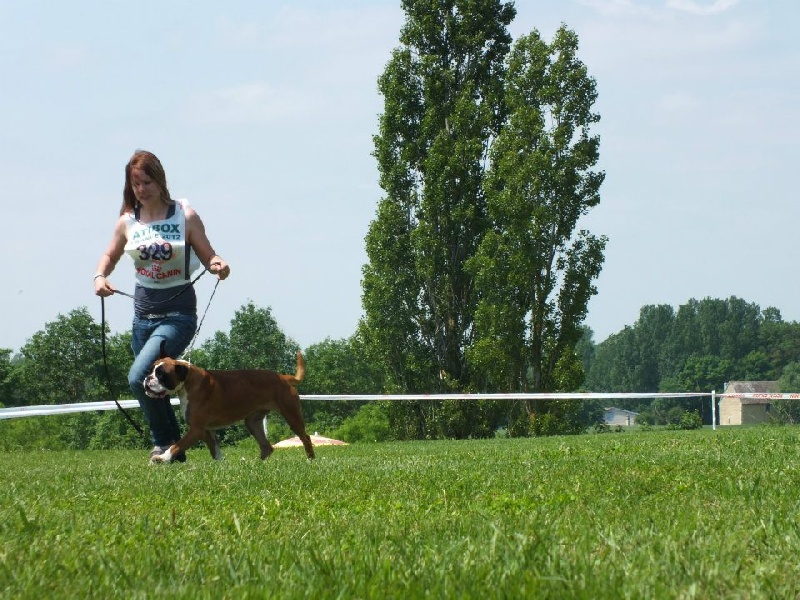 Gellule du Chêne Feuillu - Très Bon