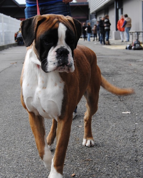 Gellule du Chêne Feuillu - 2ème Très Bon
