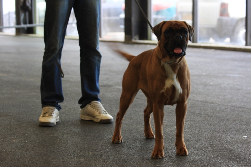 Dana du Chêne Feuillu - 1er Excellent