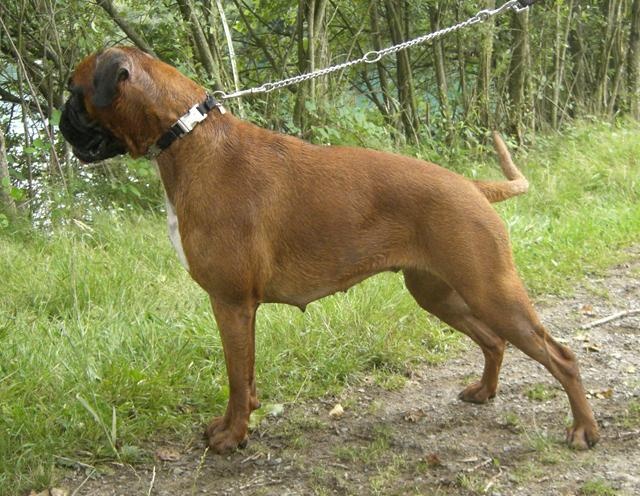 Dana du Chêne Feuillu - Excellent