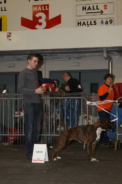 Gina du Chêne Feuillu - 1ère Excellent + CACS