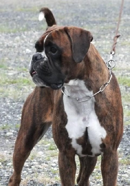 Gina du Chêne Feuillu - Excellent