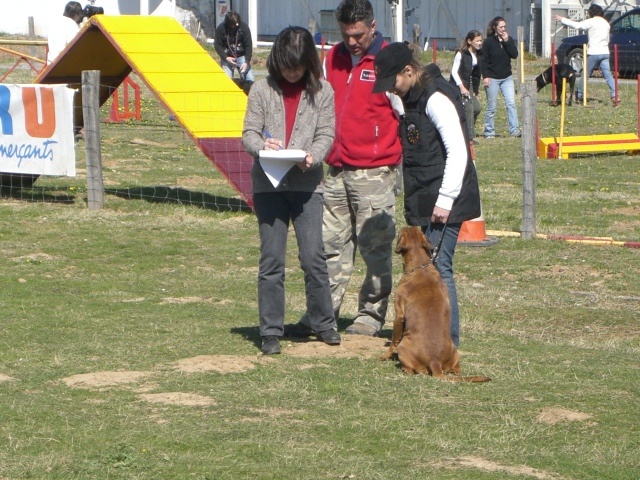 Dana du Chêne Feuillu - Excellent