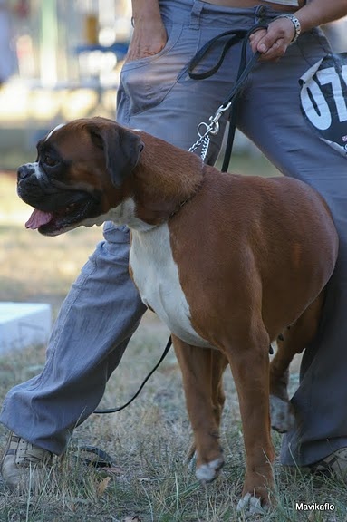 C'shiva du domaine des trois vallées - 1er Excellent + médaille d'or + CACC