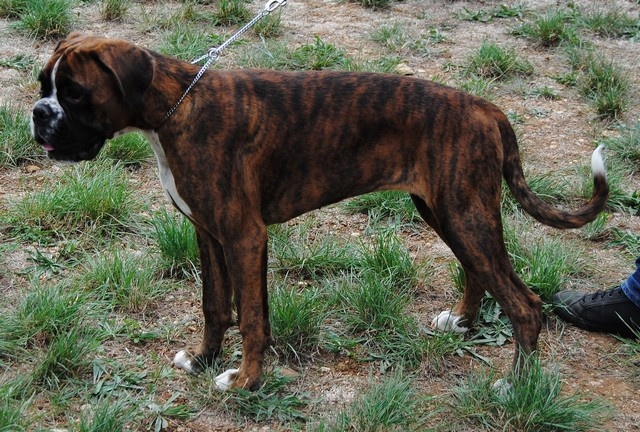 Gina du Chêne Feuillu - 2ème Très Prometteur