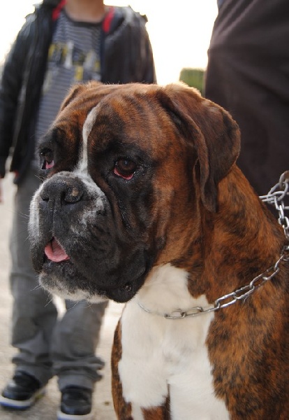 Gina du Chêne Feuillu - 4ème Excellent