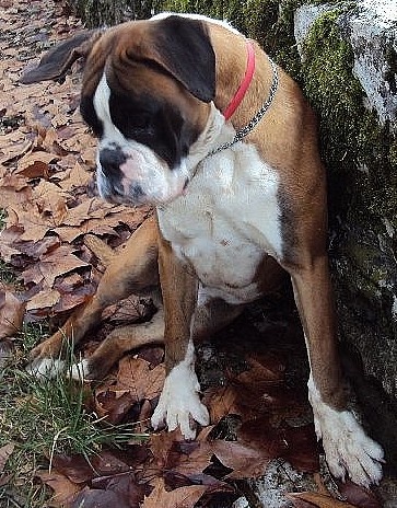 Gellule du Chêne Feuillu - 3ème Très Prometteur