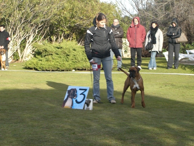 Dana du Chêne Feuillu - 3ème Très Bon