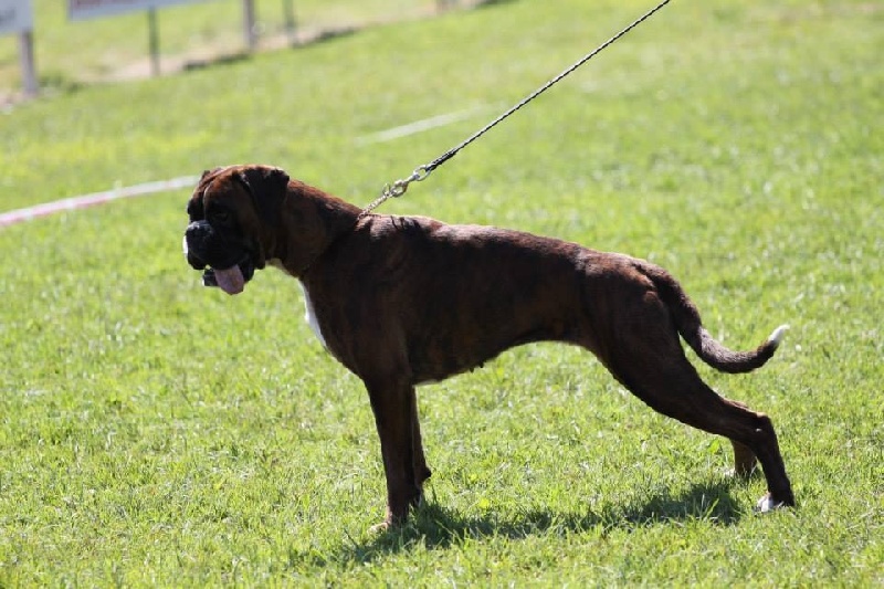 Gina du Chêne Feuillu - 3ème EXC