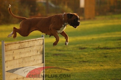 C'shiva du domaine des trois vallées - RCI II - 83.83.77 - mention AB - 2ème/2