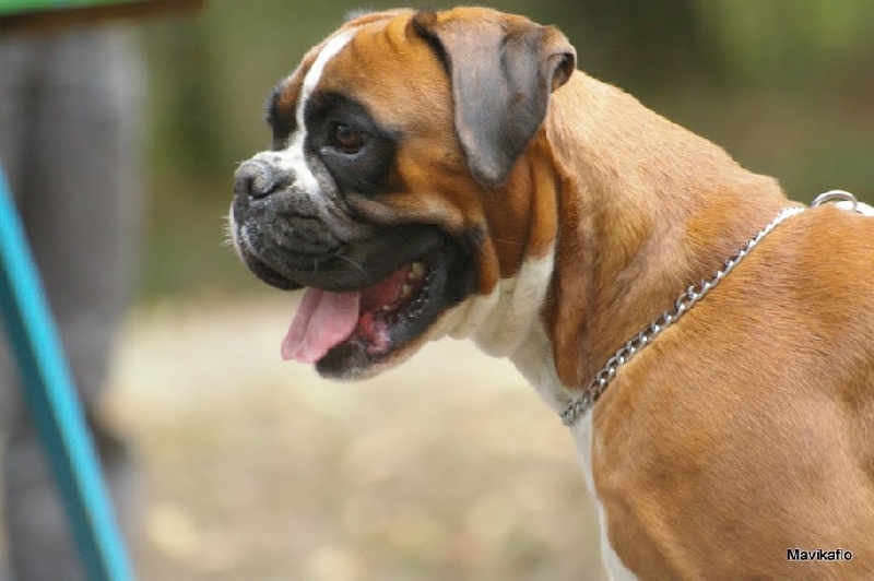 C'shiva du domaine des trois vallées - 1ère Excellent + médaille d'argent