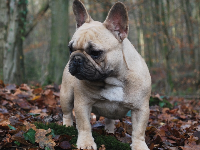 Publication : du domaine des molosses Auteur : eddy