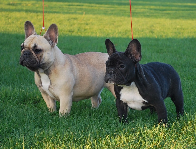 Publication : du domaine des molosses Auteur : eddy