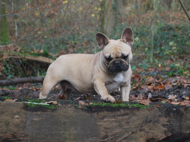 Publication : du domaine des molosses Auteur : eddy